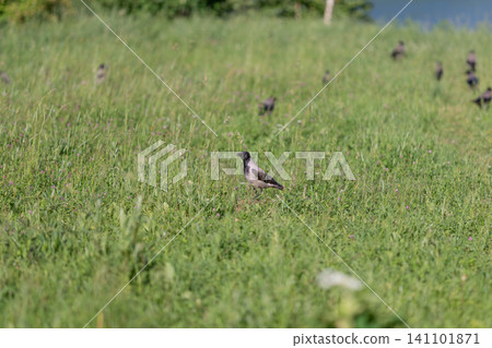 Crow standing in sunlit grassy meadow with mixed herbs and wildflowers Crow standing in sunlit grassy meadow with mixed herbs and wildflowers 141101871