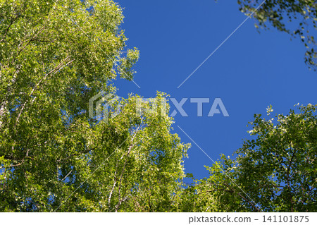 Sunlit birch treetops with fresh green leaves against deep blue summer sky Sunlit birch treetops with fresh green leaves against deep blue summer sky 141101875