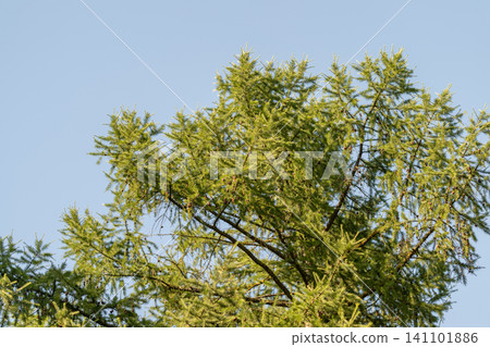 Top canopy of green deciduous tree with sunlit leaves against clear blue sky Top canopy of green deciduous tree with sunlit leaves against clear blue sky 141101886