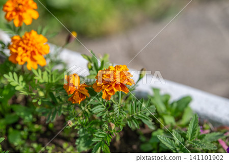 Close-up of bright orange marigold blooms in outdoor planter under natural sunlight Close-up of bright orange marigold blooms in outdoor planter under natural sunlight 141101902