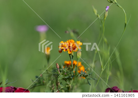 Close-up of bright orange wildflower cluster in sunlit green meadow with blurred background Close-up of bright orange wildflower cluster in sunlit green meadow with blurred background 141101905