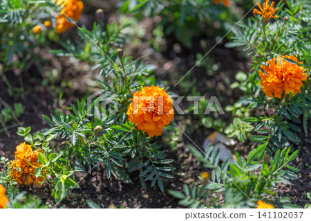 Bright orange marigold blooms in sunlit garden bed with green foliage and soil Bright orange marigold blooms in sunlit garden bed with green foliage and soil 141102037