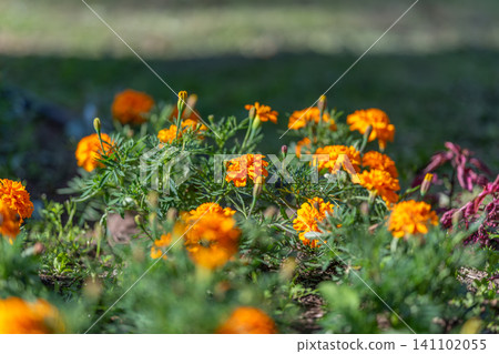 Sunlit marigold flowerbed with vivid orange blooms and soft green foliage in garden Sunlit marigold flowerbed with vivid orange blooms and soft green foliage in garden 141102055