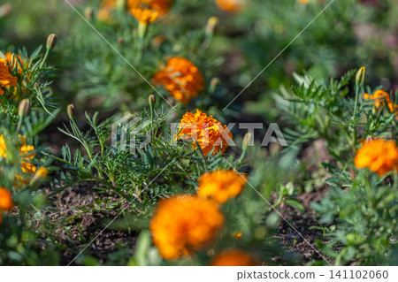 Close-up marigold blooms in sunlit garden bed with green foliage and soil Close-up marigold blooms in sunlit garden bed with green foliage and soil 141102060