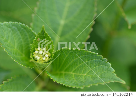 Hydrangea bud 141102214