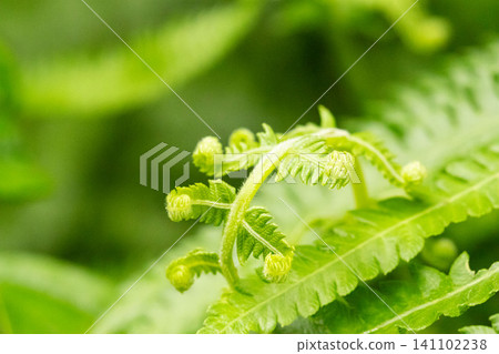 Curved young leaves of a fern Curved young leaves of a fern 141102238