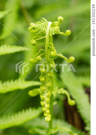 Young leaves of a fern that have just begun to grow Young leaves of a fern that have just begun to grow 141102239