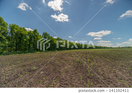 Sunlit rural field with hedgerow under blue sky Sunlit rural field with hedgerow under blue sky 141102411
