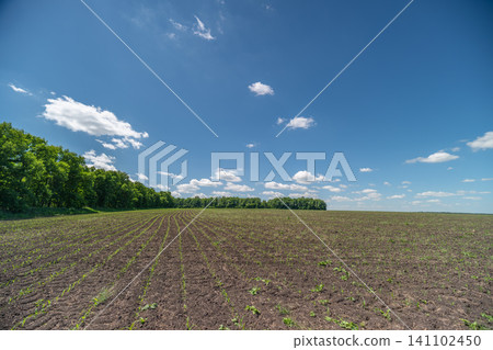 Plowed field under a wide blue sky with distant tree line Plowed field under a wide blue sky with distant tree line 141102450