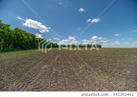 Rural field with young crop under blue summer sky Rural field with young crop under blue summer sky 141102461