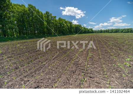 Plowed field with young seedlings and hedgerow under blue sky Plowed field with young seedlings and hedgerow under blue sky 141102464