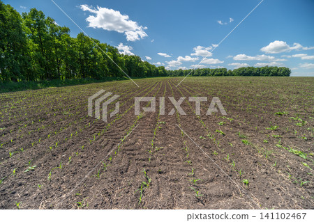 Young crop seedlings emerging in a sunlit agricultural field with hedgerow and blue sky 141102467