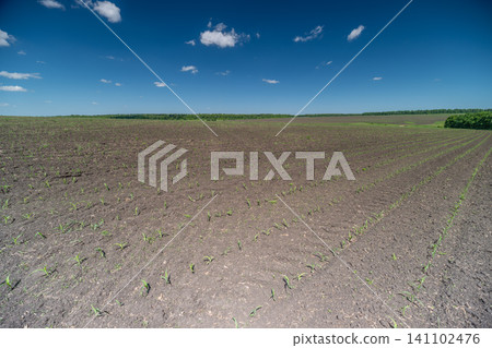 Wide rural field with sparse vegetation under blue sky 141102476