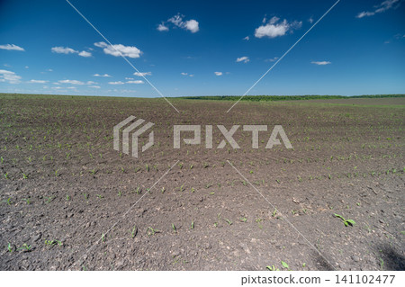 Plowed agricultural field under blue sky with distant treeline Plowed agricultural field under blue sky with distant treeline 141102477