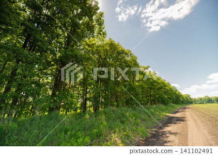Sunlit country lane bordered by tall deciduous trees and field 141102491