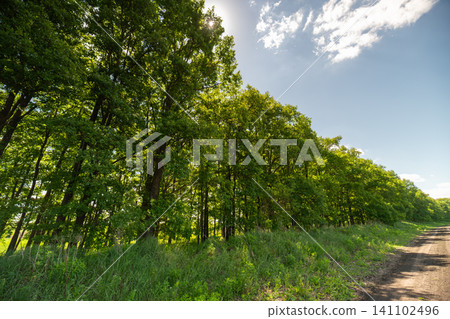 Sunlit roadside row of tall green trees with grassy verge Sunlit roadside row of tall green trees with grassy verge 141102496