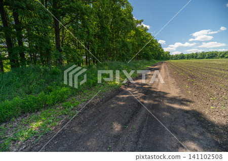 Sunlit rural dirt road beside a tree-lined field 141102508