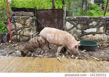 Domestic pig and spotted piglet eating corn in a rustic farm backyard. Domestic pig and spotted piglet eating corn in a rustic farm backyard. 141102512