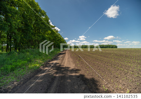 Dirt track between green woodland and freshly plowed field under blue sky Dirt track between green woodland and freshly plowed field under blue sky 141102535
