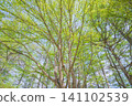 Fresh green wigs Fresh green wigs 141102539