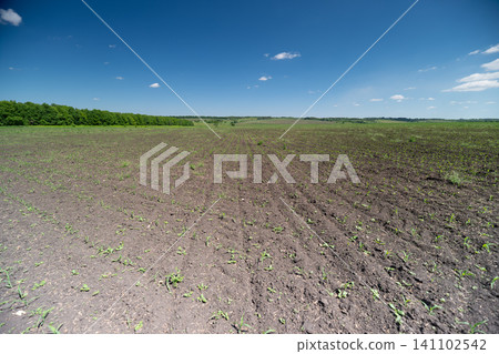 Young crop field under a clear blue sky with distant tree line Young crop field under a clear blue sky with distant tree line 141102542