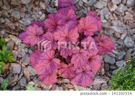 Vibrant Heuchera Berry Smoothie with Bright Pink Leaves in Garden Vibrant Heuchera Berry Smoothie with Bright Pink Leaves in Garden 141102554