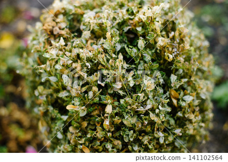 Close Up of Boxwood Foliage Destroyed by Pests 141102564