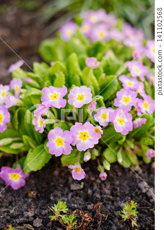 Small Pink Primrose Flowers Growing in Dark Soil of Spring Garden Small Pink Primrose Flowers Growing in Dark Soil of Spring Garden 141102568