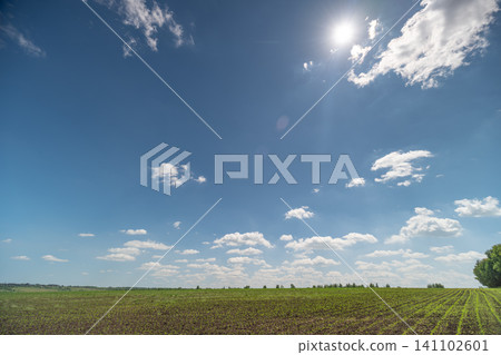 Sunny rural field under a blue sky with scattered clouds Sunny rural field under a blue sky with scattered clouds 141102601