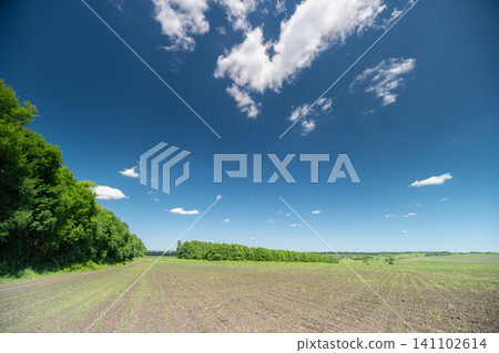 Sunny rural field with freshly tilled soil and distant tree line Sunny rural field with freshly tilled soil and distant tree line 141102614