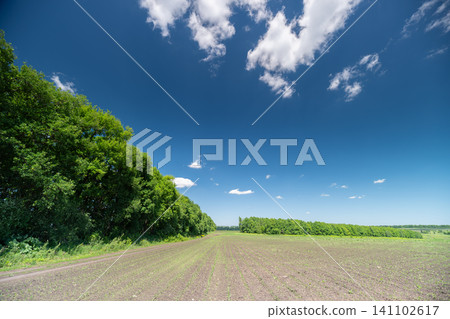 Rural plowed field with hedgerow under blue sky Rural plowed field with hedgerow under blue sky 141102617