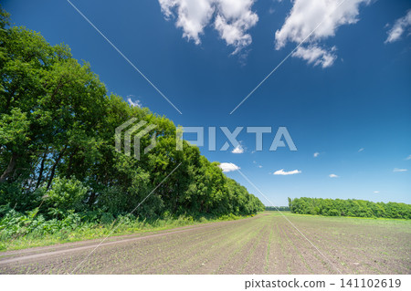 Rural field edge with green hedge under blue sky Rural field edge with green hedge under blue sky 141102619
