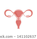 Ovum traveling through fallopian tube reaching uterus 141102637