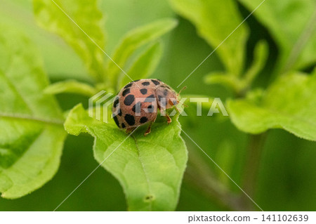A 28-spotted ladybug (false ladybug) walking on a leaf. A 28-spotted ladybug (false ladybug) walking on a leaf. 141102639