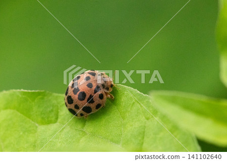 A 28-spotted ladybug perched on a green leaf. A 28-spotted ladybug perched on a green leaf. 141102640