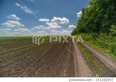 Dirt road beside freshly plowed field under blue sky Dirt road beside freshly plowed field under blue sky 141102655