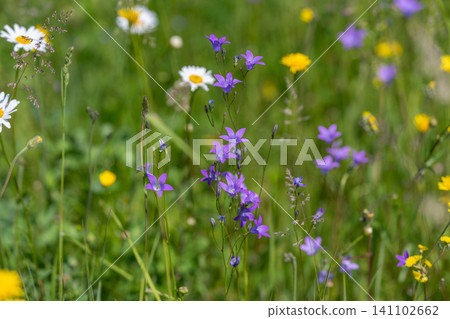 Wildflower meadow with purple bellflowers and daisies Wildflower meadow with purple bellflowers and daisies 141102662