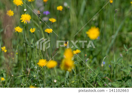 Yellow wildflowers in a green meadow with soft natural light 141102663