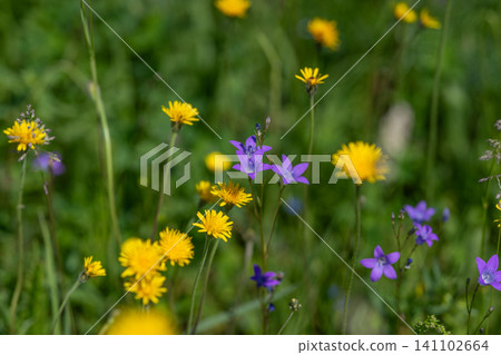 Wildflower meadow with yellow daisies and purple bellflowers 141102664