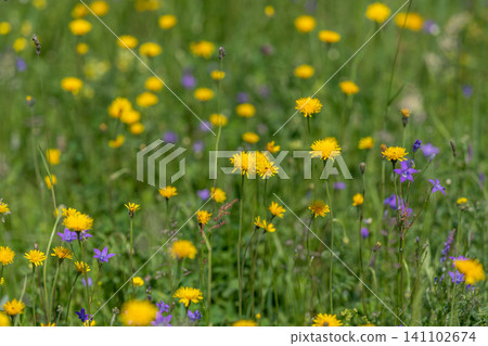 Sunlit meadow with yellow wildflowers and scattered purple blooms Sunlit meadow with yellow wildflowers and scattered purple blooms 141102674