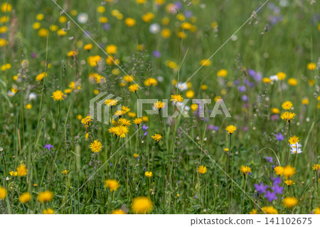 Sunlit meadow with yellow wildflowers and green grass Sunlit meadow with yellow wildflowers and green grass 141102675