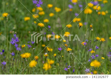 Wildflower meadow with yellow daisies and purple blooms in soft sunlight 141102677
