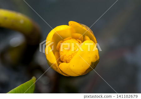 Water lilies (Kōhone) Water lilies (Kōhone) 141102679