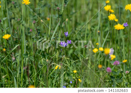 Wildflower meadow with yellow dandelions and green grass Wildflower meadow with yellow dandelions and green grass 141102683