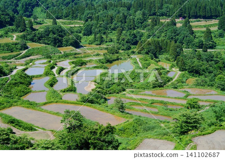 Rice paddy of Star Pass 141102687