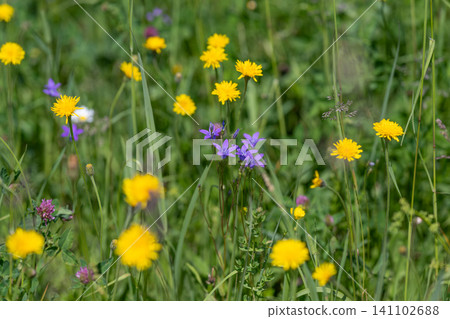 Wildflower meadow with yellow daisies and purple blooms 141102688