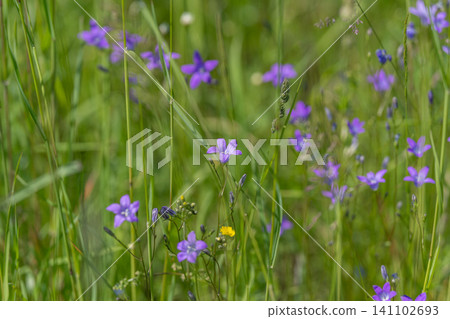 Purple wildflowers and grass in a sunlit meadow Purple wildflowers and grass in a sunlit meadow 141102693