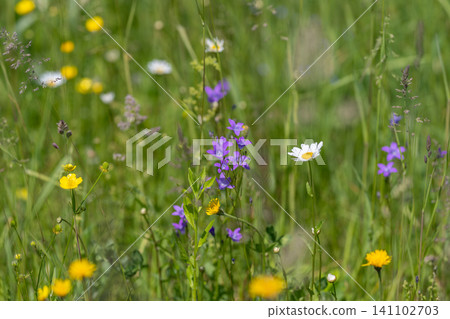 Summer meadow with wildflowers and tall grass Summer meadow with wildflowers and tall grass 141102703