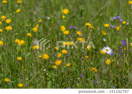 Wildflower meadow with yellow blossoms and green grass Wildflower meadow with yellow blossoms and green grass 141102707