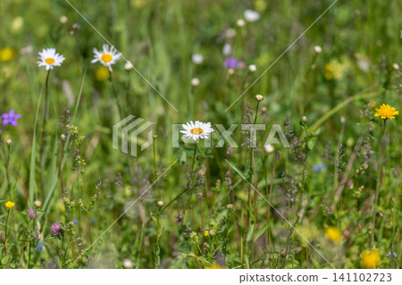 Wildflower meadow with daisies and grasses in soft sunlight Wildflower meadow with daisies and grasses in soft sunlight 141102723